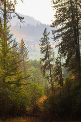 Forest overlooking town