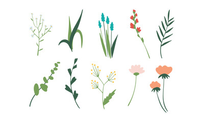 Floral set of beautiful blooming wildflowers and leaves. Botanical collection of cut meadow and garden flowers isolated on white. Elegant spring plants for floristry. Flat vector cartoon illustration