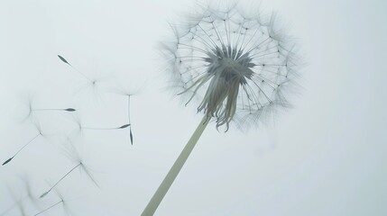 Generative AI : Overblown dandelion with seeds flying away with the wind
