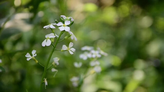 Beautiful White Little flowers are swaying in the wind, Bokeh Blur Background, Peaceful Relaxing Nature. Calm and Quiet Environment. Fresh Mindfulness Clip for Meditation. Gentle Breeze