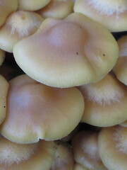 Zbliżenie na kapelusz leśnego grzyba