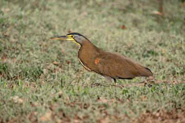 Tiger heron walking in a field of grass