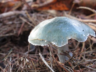 Zbliżenie na kapelusz leśnego grzyba © Kumulugma