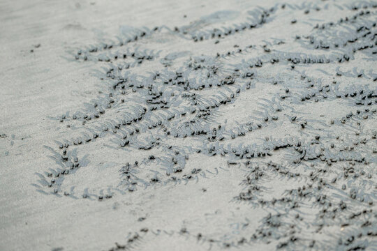 traces on the sand of crabs beach