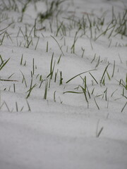 Zbliżenie na śnieg z którego wystaje zielona trawa