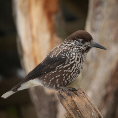 Spotted nutcracker also Eurasian nutcracker