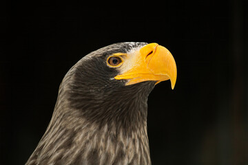 Head of a Steller's sea eagle.