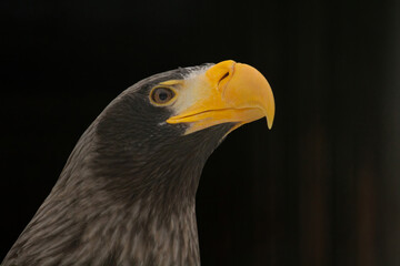 Steller's sea eagle on Dark
