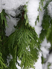 Zbliżenie na pokryta śniegiem gałązkę jedliny