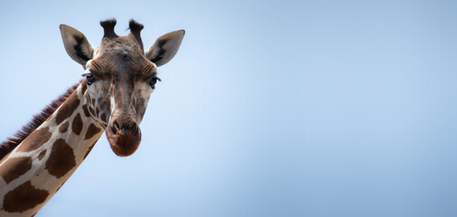 portrait of a giraffe