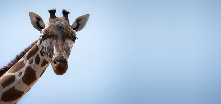 portrait of a giraffe