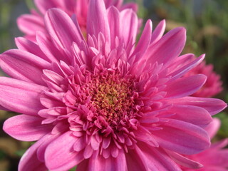 Zbliżenie na kwiat różowej chryzantemy