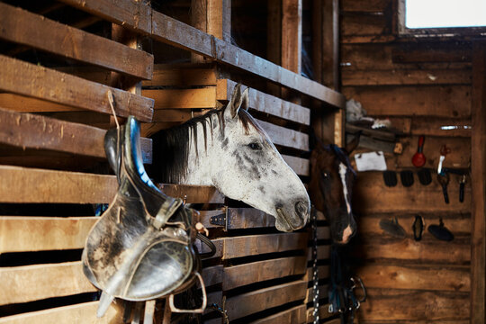 A photo of a beautiful gray horse in a wooden stall in a stable.
