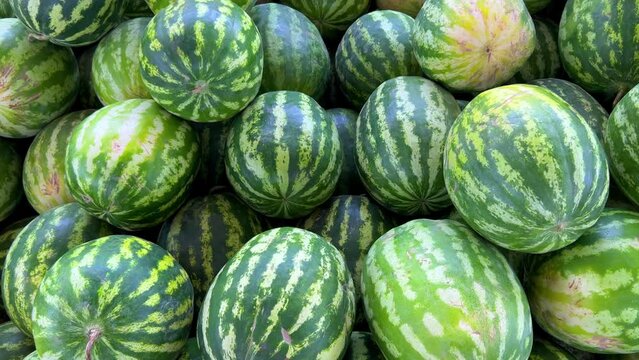 Watermelons on the fruit and vegetable market. Uzbekistan - June 29, 2023: Goods and traders at the Oriental Bazaar. Siab Bazaar is the largest and oldest bazaar in Samarkand. 4K