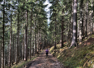 Wanderer (weiblich) auf einem Weg durch den Nadelwald mit Sonnenstahlen