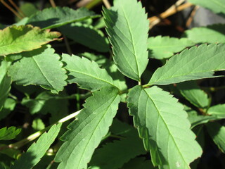 Zbliżenie na liść rośliny z gatunku Comarum