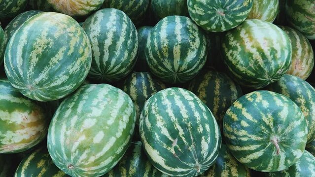 Watermelons on the fruit and vegetable market. Uzbekistan - June 29, 2023: Goods and traders at the Oriental Bazaar. Siab Bazaar is the largest and oldest bazaar in Samarkand. 4K