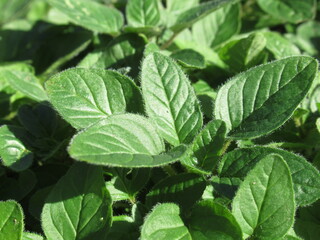 Zbliżenie na delikatne listki oregano