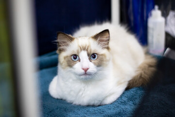 Ragdoll kitten with blue eyes closeup portrait