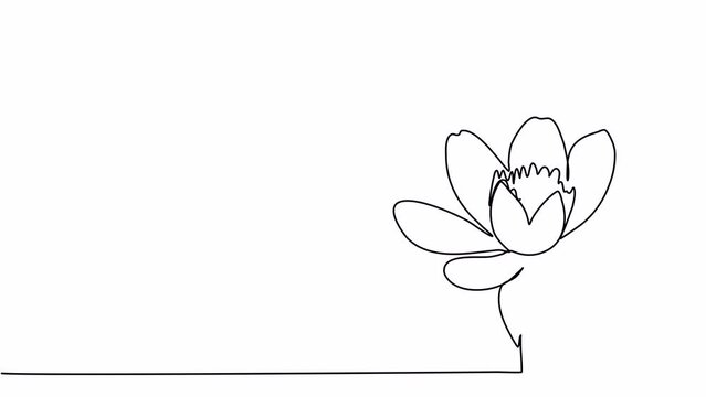 Flower, one line drawing animation. Video clip with alpha channel.