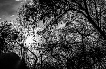Silhouette of tree branches against the sky. Black and white.