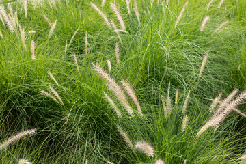 Background of natural grass in the wind