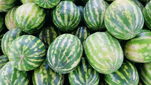 Watermelons on the fruit and vegetable market. Uzbekistan - June 29, 2023: Goods and traders at the Oriental Bazaar. Siab Bazaar is the largest and oldest bazaar in Samarkand. 4K