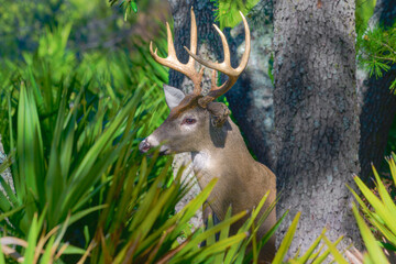 A majestic 9-point buck stands proudly amidst the quiet woodland, a regal presence in the heart of St. Andrews State Park.