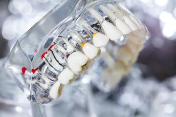 Teeth education model. Shallow dof