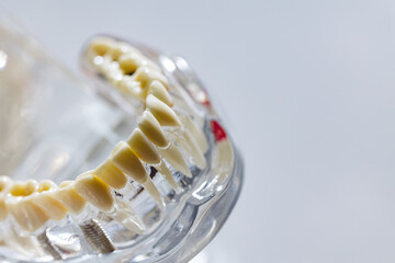 Teeth education model. Shallow dof