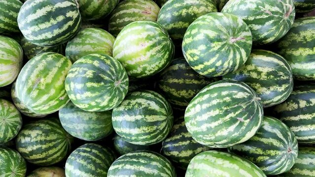 Watermelons on the fruit and vegetable market. Uzbekistan - June 29, 2023: Goods and traders at the Oriental Bazaar. Siab Bazaar is the largest and oldest bazaar in Samarkand. 4K