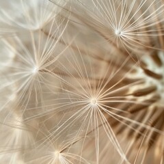 close up of dandelion in the light