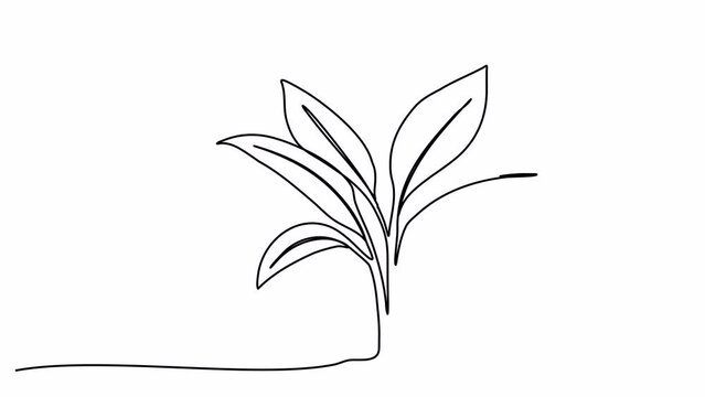 Sprout, one line drawing animation. Video clip with alpha channel.