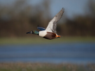 Obraz premium Northern shoveler, Anas clypeata