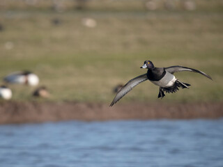 Tufted duck, Aythya fuligula,