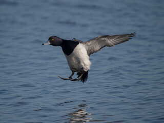 Tufted duck, Aythya fuligula,