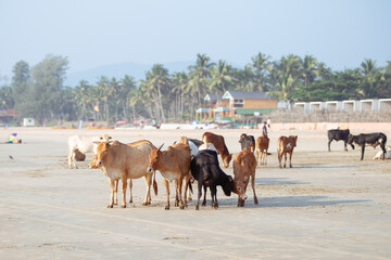 Vache sur la plage de Goa en Inde - obrazy, fototapety, plakaty