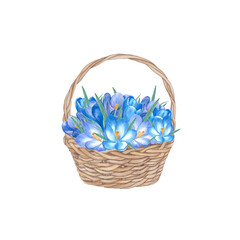 Fototapeta na wymiar Watercolour bouquet in basket. Purple flowers of crocuses