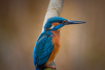 A common kingfisher sits on the branch without leaves and looks towards the camera lens. Close-up portrait of a common kingfisher with a brown background