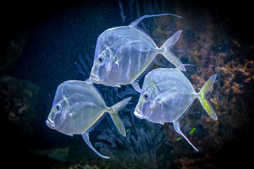 a school of Atlantic Lookdown fish simming in a school