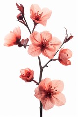 Close up of pink cherry blossom branch on white background