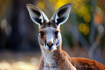 Fotobehang Red kangaroo - Australia - The largest marsupial and the national emblem of Australia, known for its long, powerful legs and hopping ability © Russell