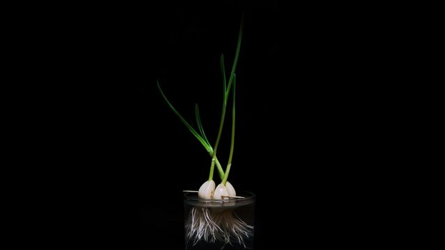 Time Lapse of growing green sprout from garlic isolated on black background