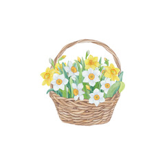 Fototapeta na wymiar Hand drawn watercolour spring flowers. Basket with yellow and white daffodils