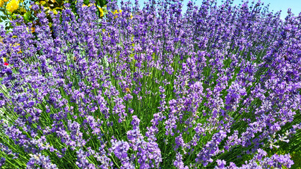 A bright lilac lavender bush on a flower bed on a summer day.