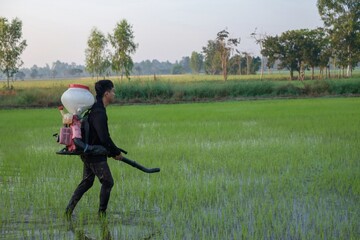 A farmer from Asia is using a Knapsack Mist Duster to plant chemical fertilizers on his green rice farm