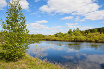 Forest river in May.