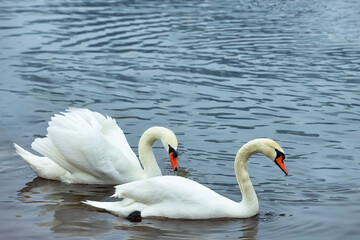 A pair of white swans on the water surface of the river. - 735330659