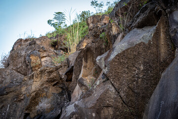 Rock cliff with plants