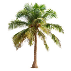 Green beautiful palm tree isolated on transparent background 